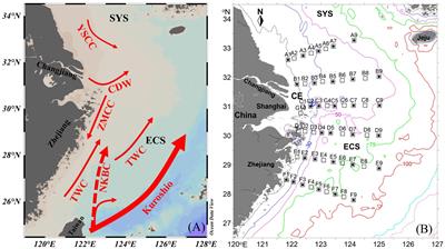 Size-fractionated N2 fixation off the Changjiang Estuary during summer